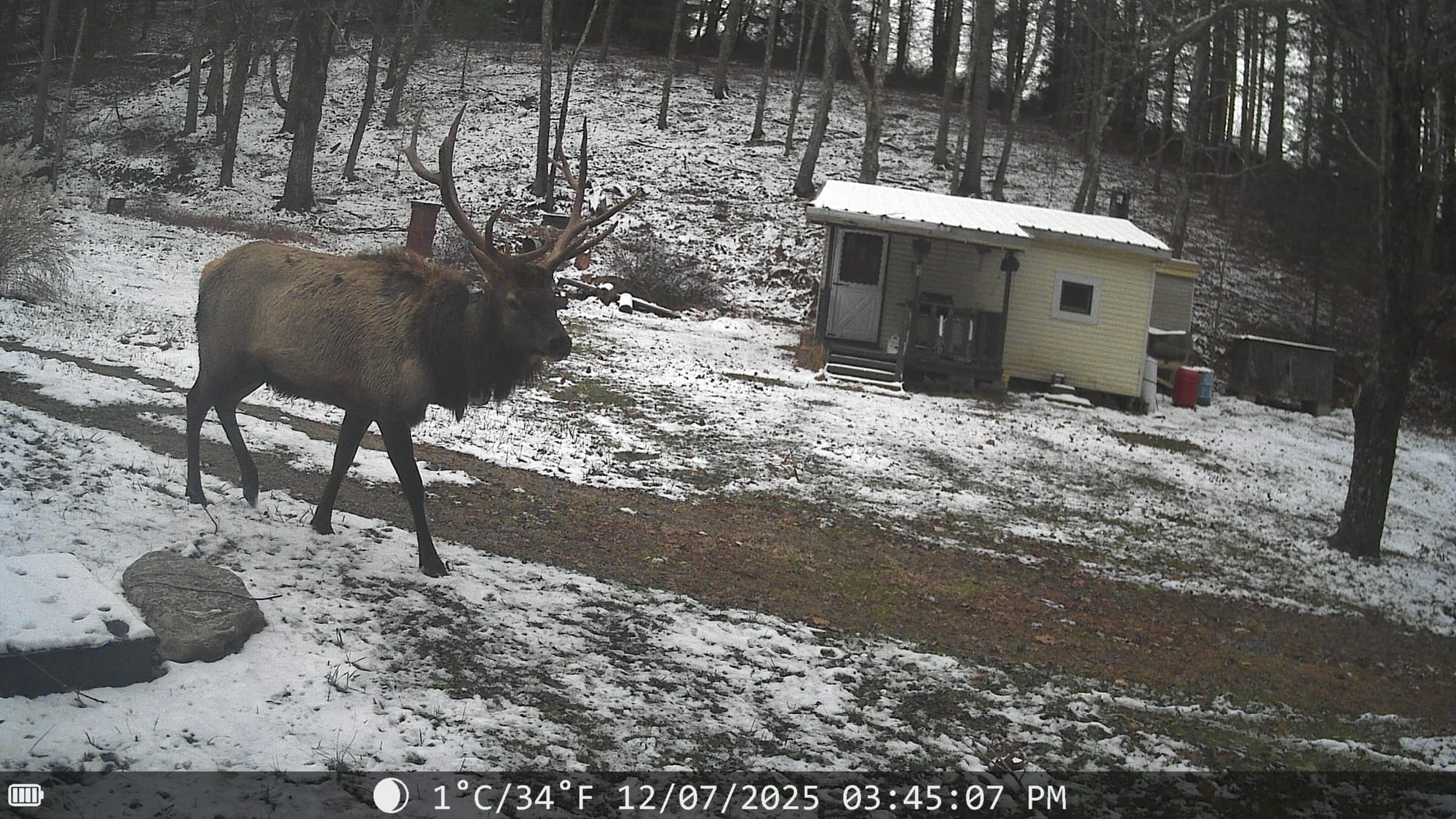 Trail Cam Pictures From Over Winter