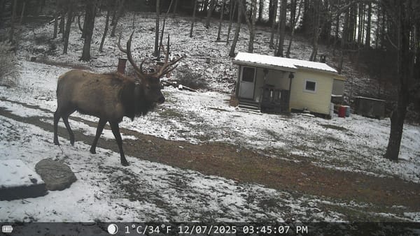 Trail Cam Pictures From Over Winter